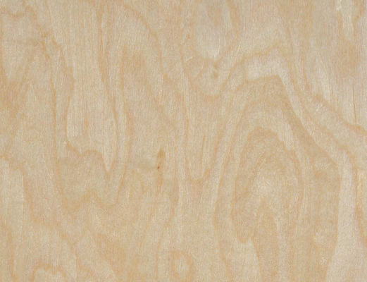 Raízes de árvores de bordo Veneers de engenharia 2,5m comprimento × 64cm largura